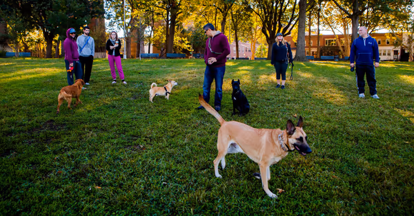 DiMattina Park Dog Run photo 2
